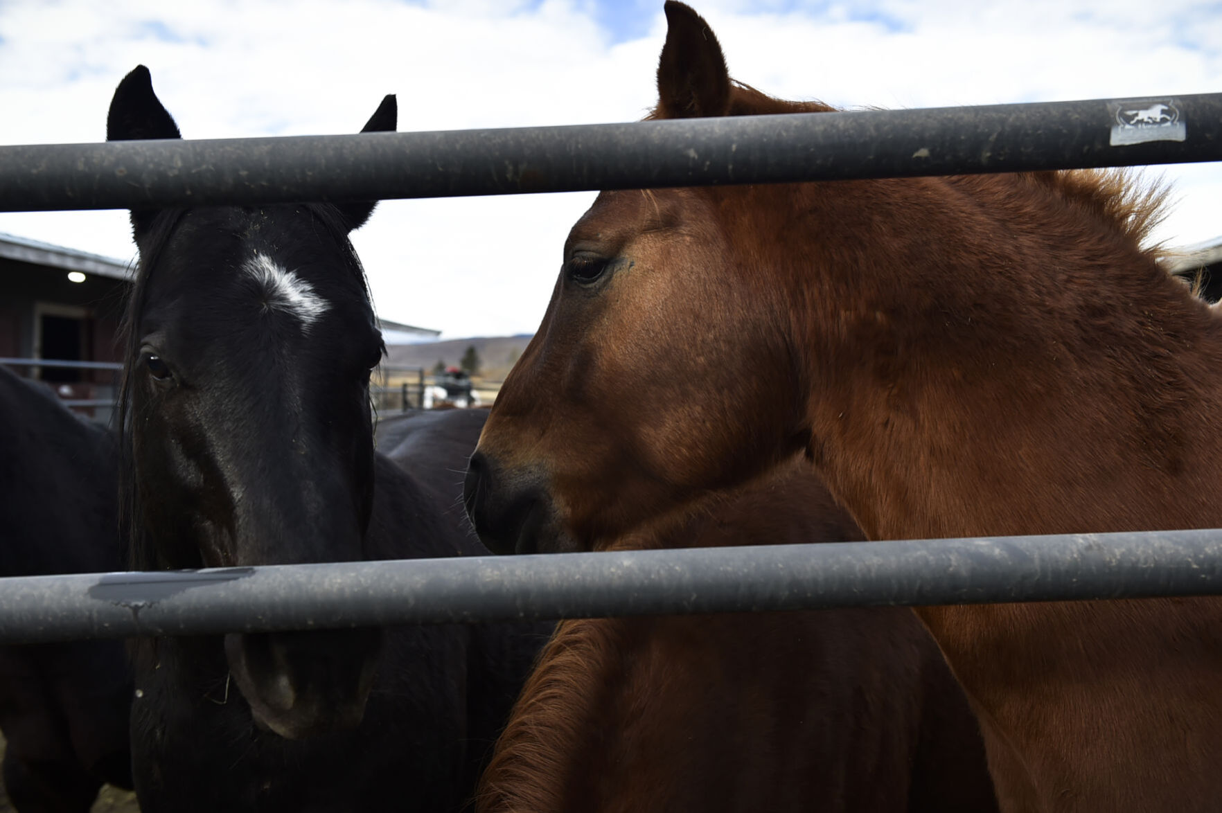 Seized Horses